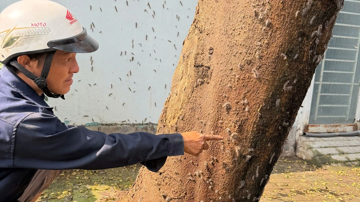 Sâu róm xuất hiện trên các cây xanh 