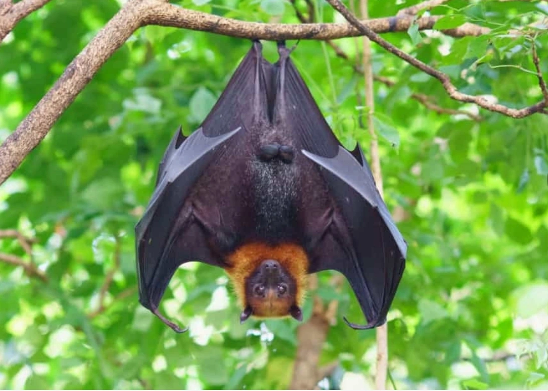 nipah_4.png