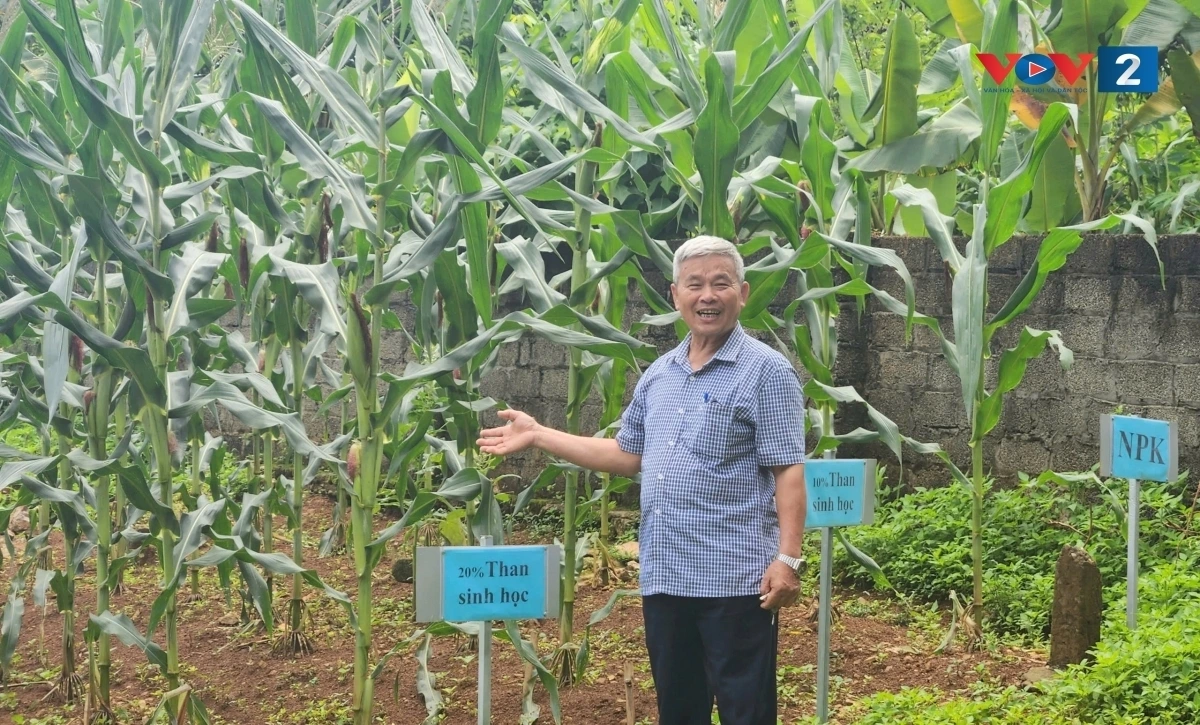 Ông Phạm Xuân Dũng, người cao tuổi tại Phú Thọ chia sẻ về vườn ngô xanh tốt và niềm vui lao động mỗi ngày