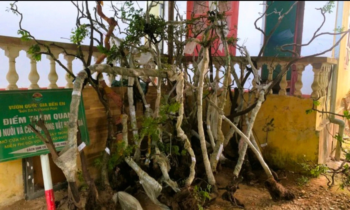 thu_giu_.jpg