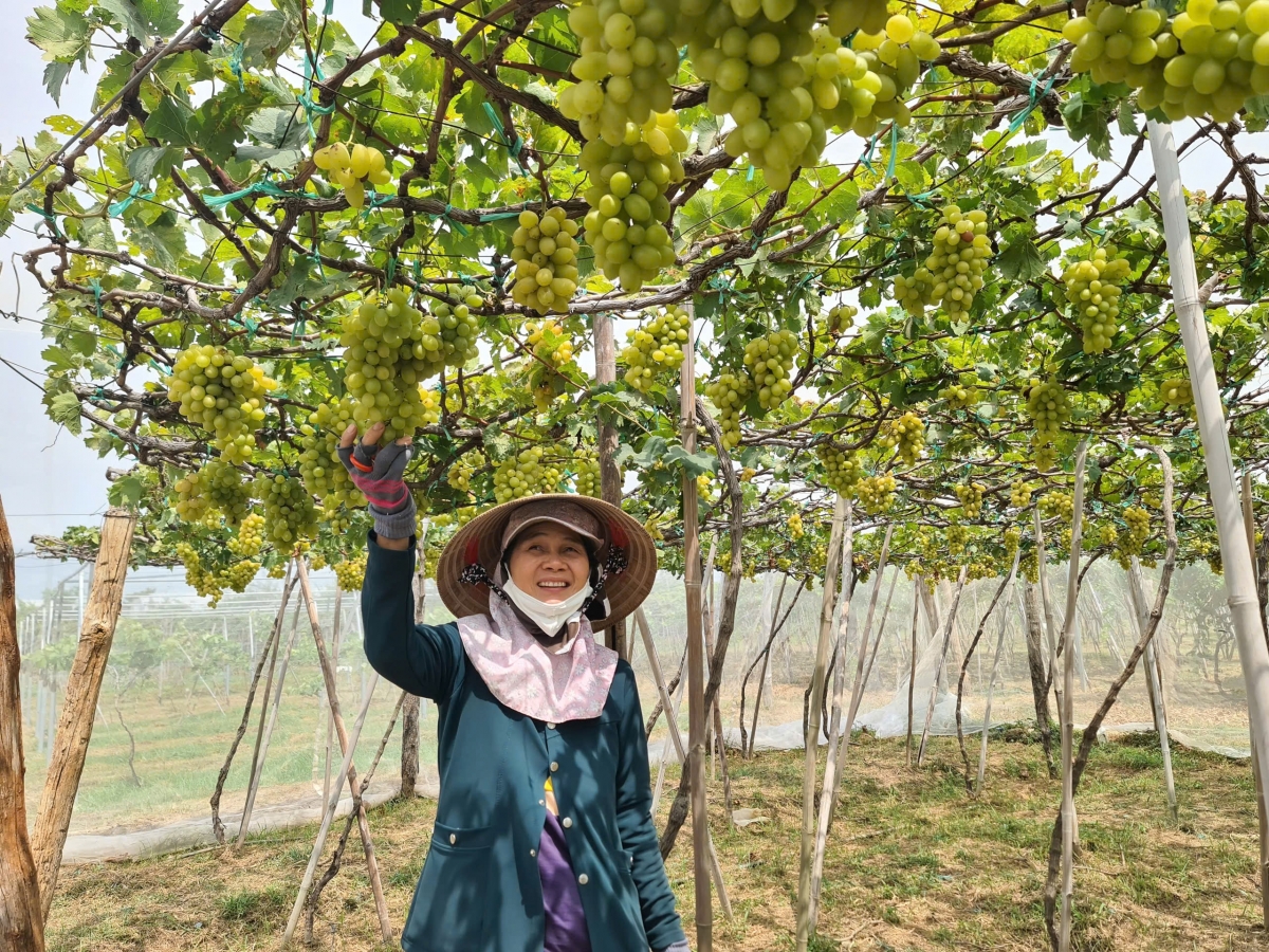 Người dân vùng ảnh hưởng dự án điện hạt nhân mong muốn sớm được hỗ trợ tái định cư, tái định canh.