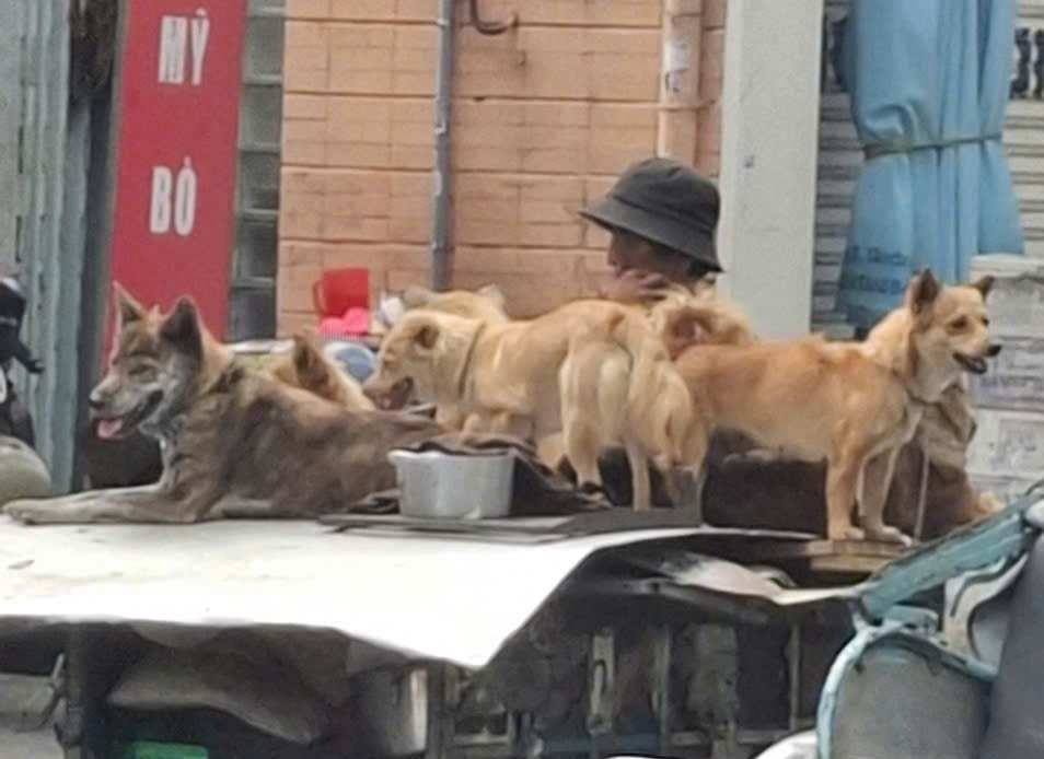 nguoi_dan_khi_tiep_xuc_gan_voi_cho_co_nguy_co_cao_mac_benh_dai.jpg