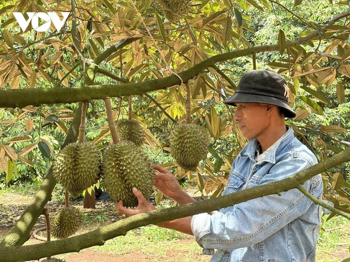 sầu riêng.jpg