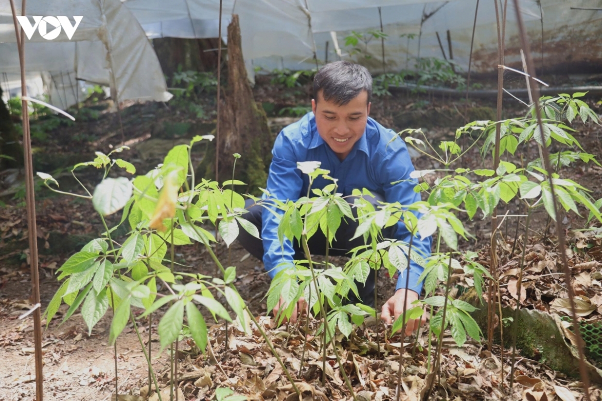 thanh_nien_xa_mang_ri_cham_soc_sam_ngoc_linh.jpg