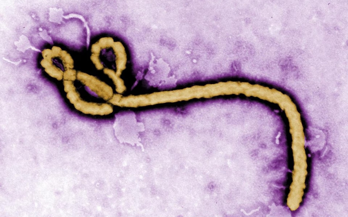 virus Ebola -CDC, reu.jpg