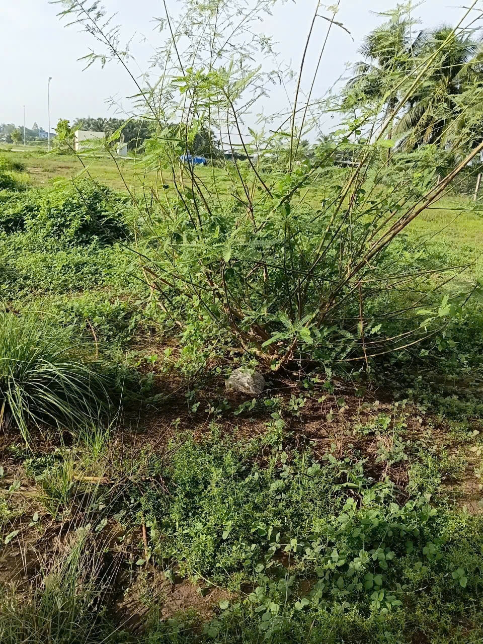 ben_trong_khu_tai_dinh_cu.jpg