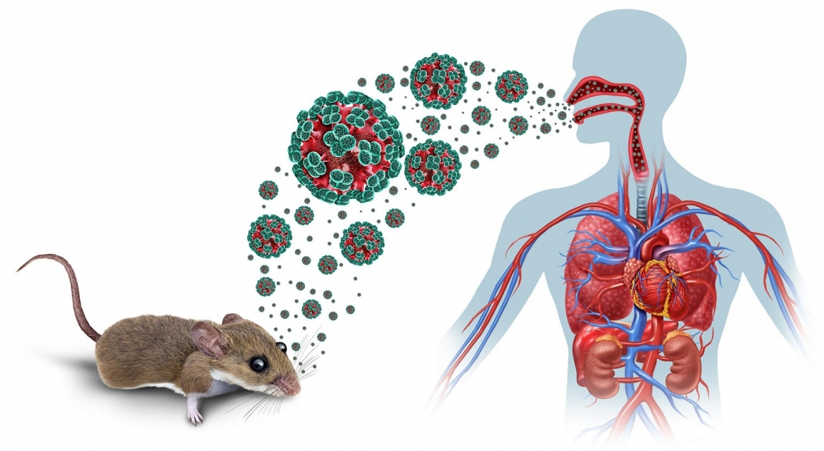 chung_virus_hanta.jpg