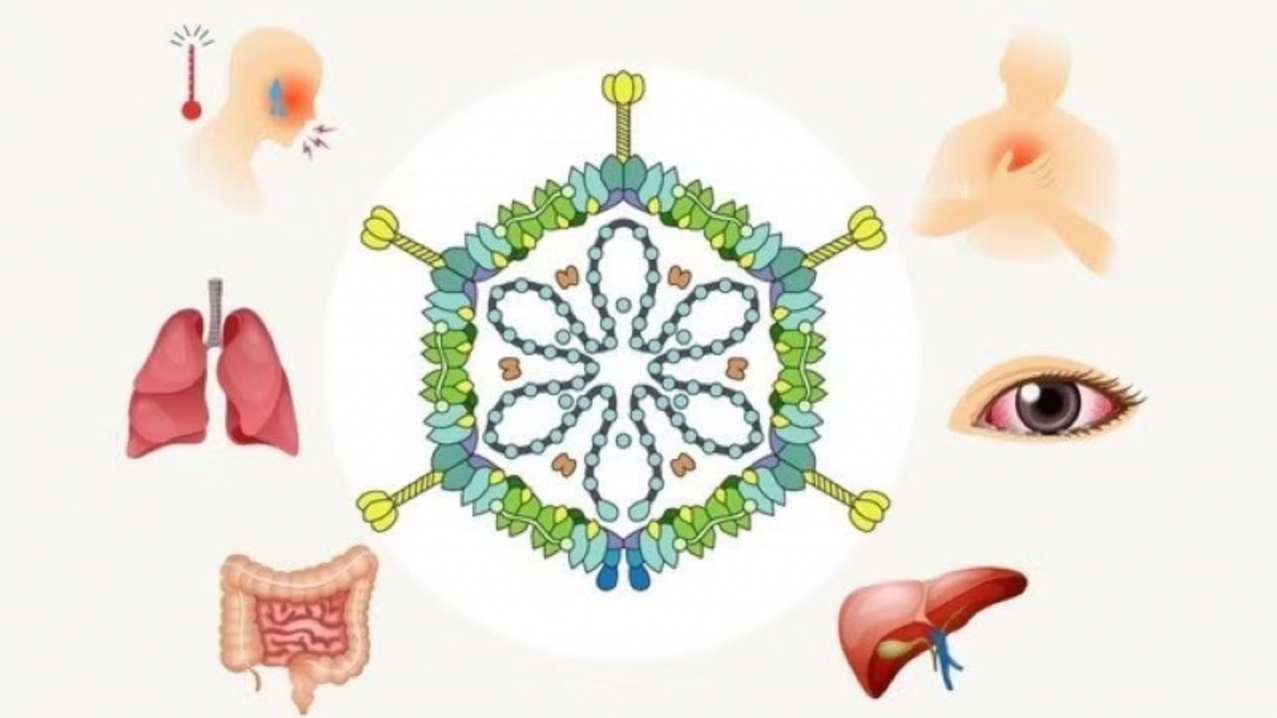 virus-adeno.jpg