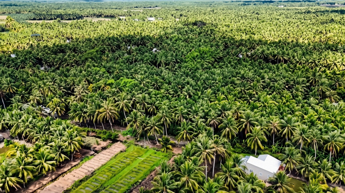 vung_dua_chuyen_canh_cua_nong_dan_tinh_vinh_long_resized.jpg