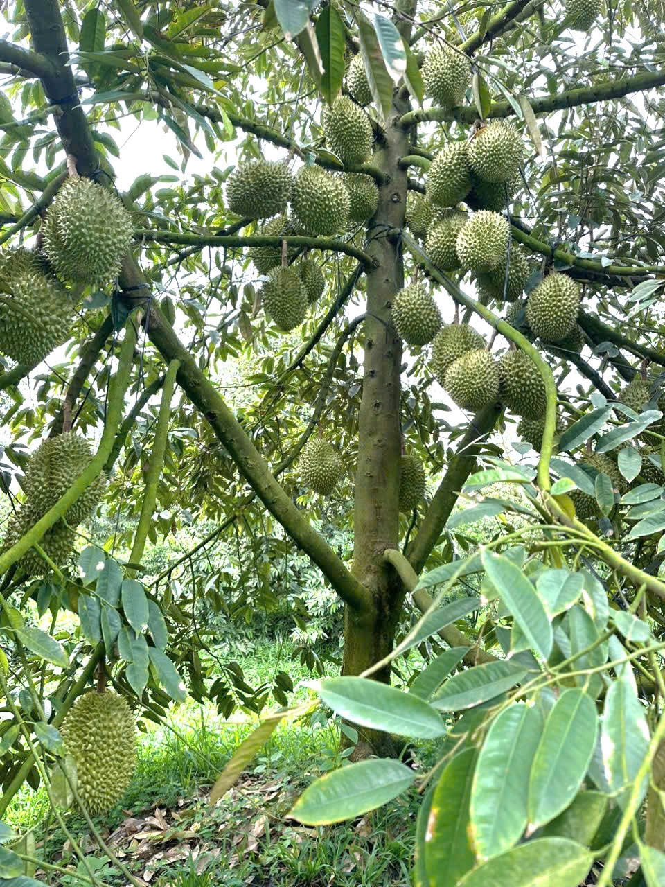 cay-sau-rieng-la-cay-an-trai-chu-luc-cua-nguoi-dan-long-tien.jpg