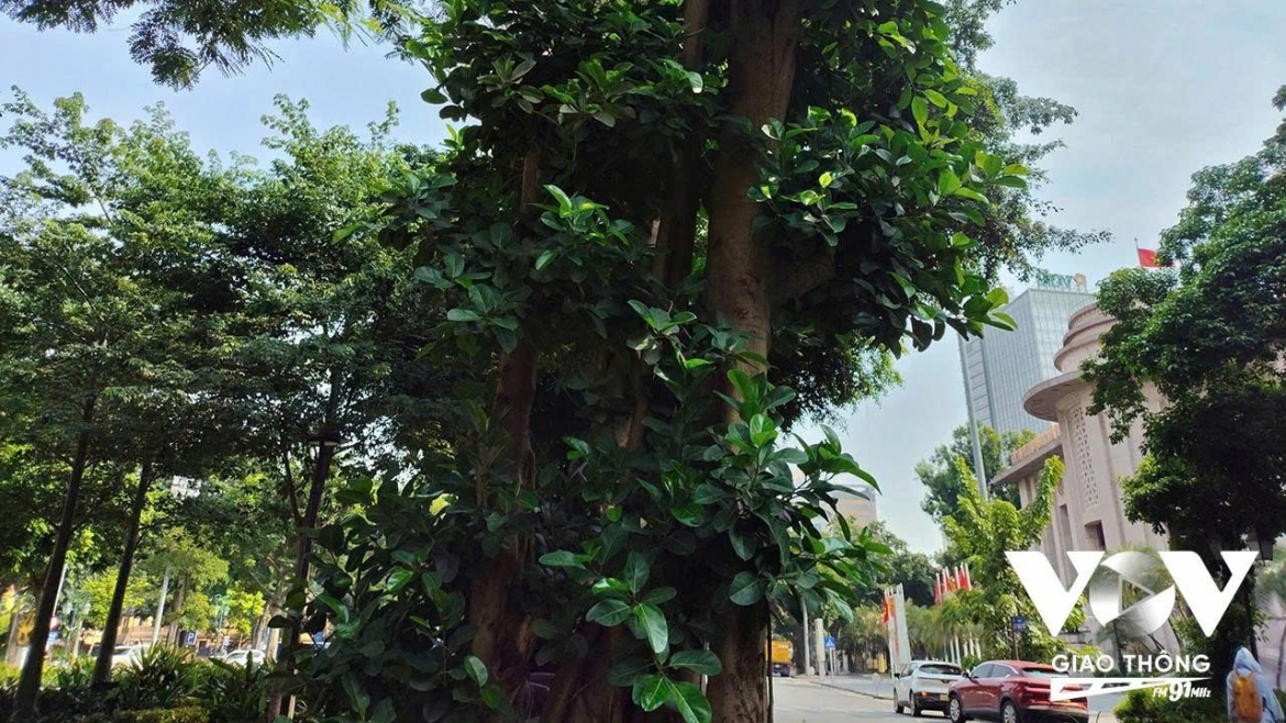 cay-xanh.jpg