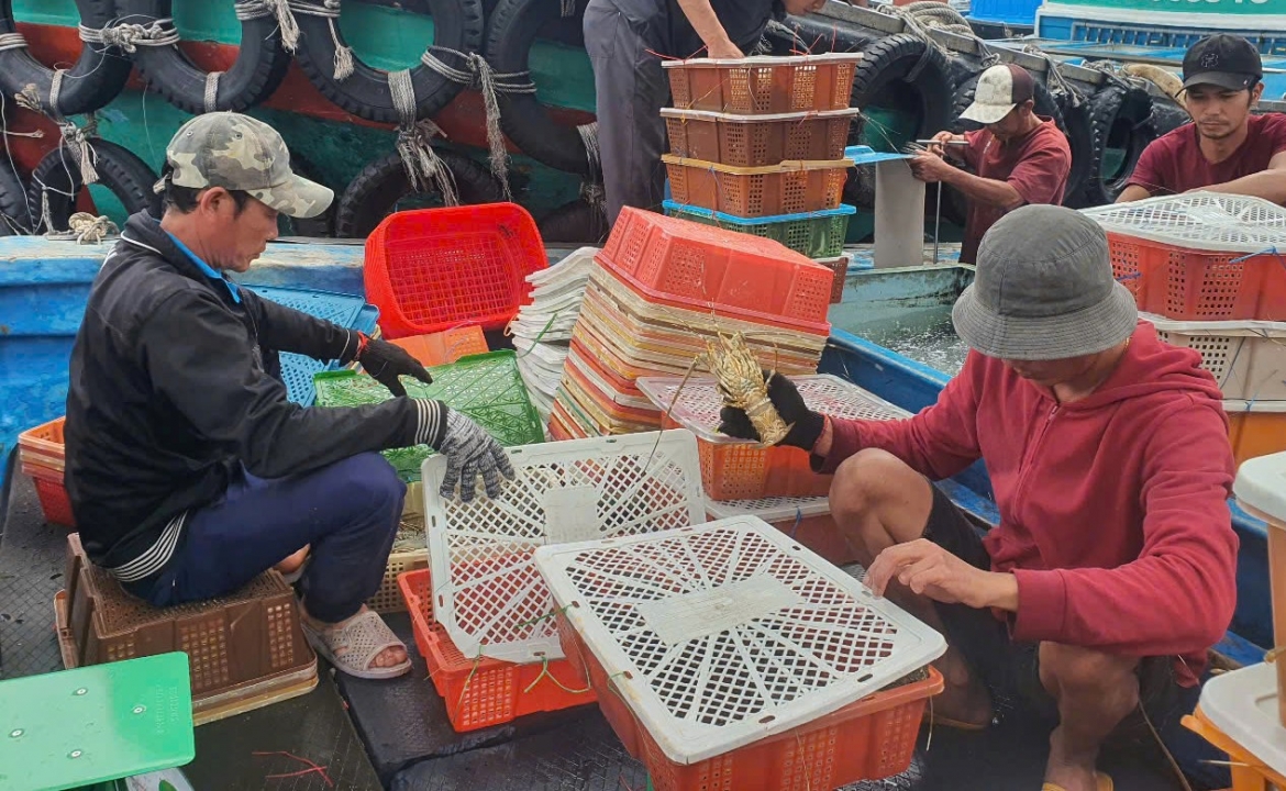 Tôm hùm chủ yếu xuất khẩu sống sang Trung Quốc