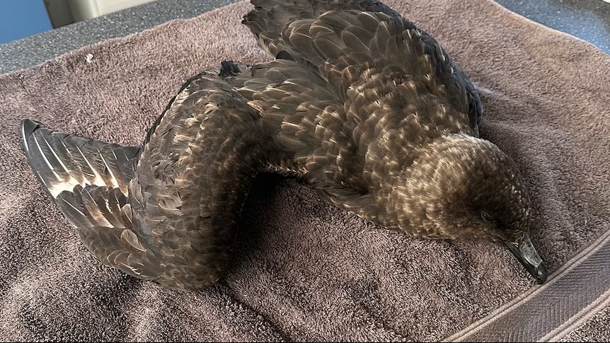 skua.jpg