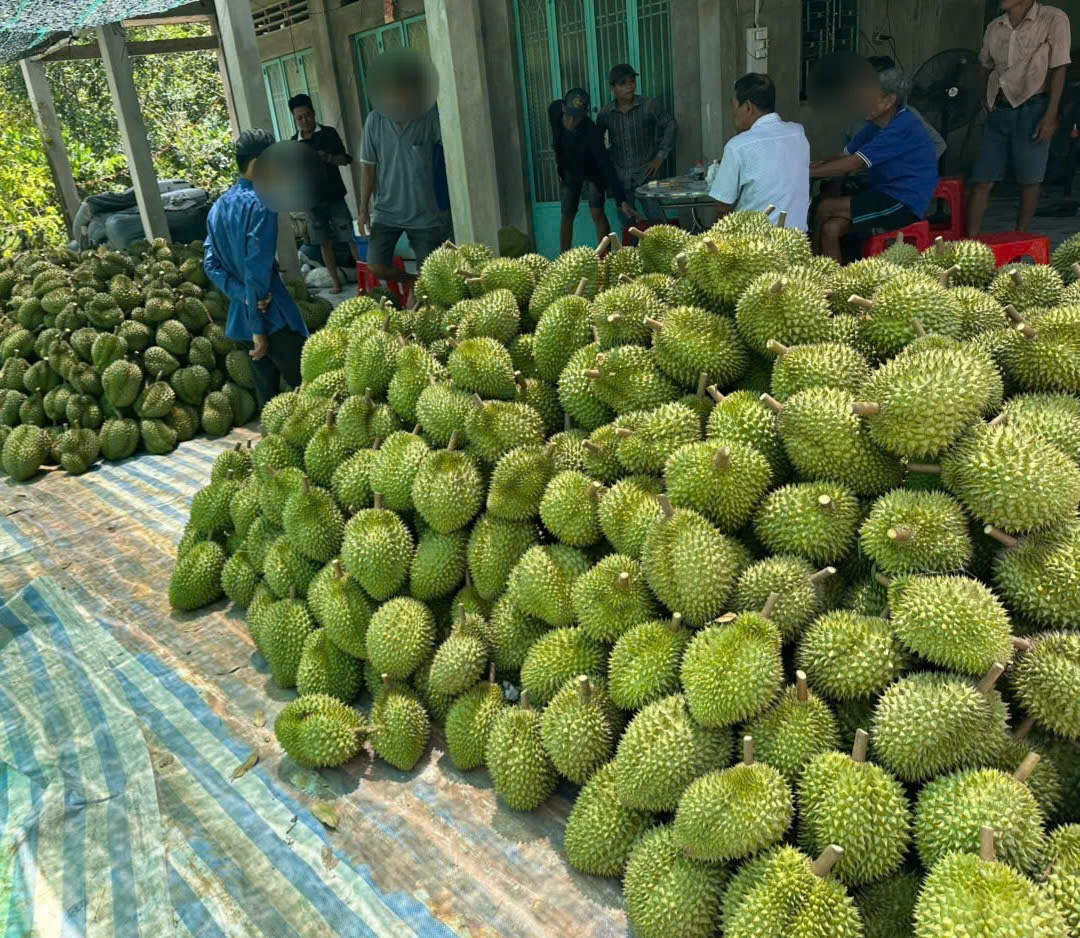 trai-sau-rieng-da-giup-nguoi-dan-xa-thanh-hung-vuon-len-lam-giau.jpg