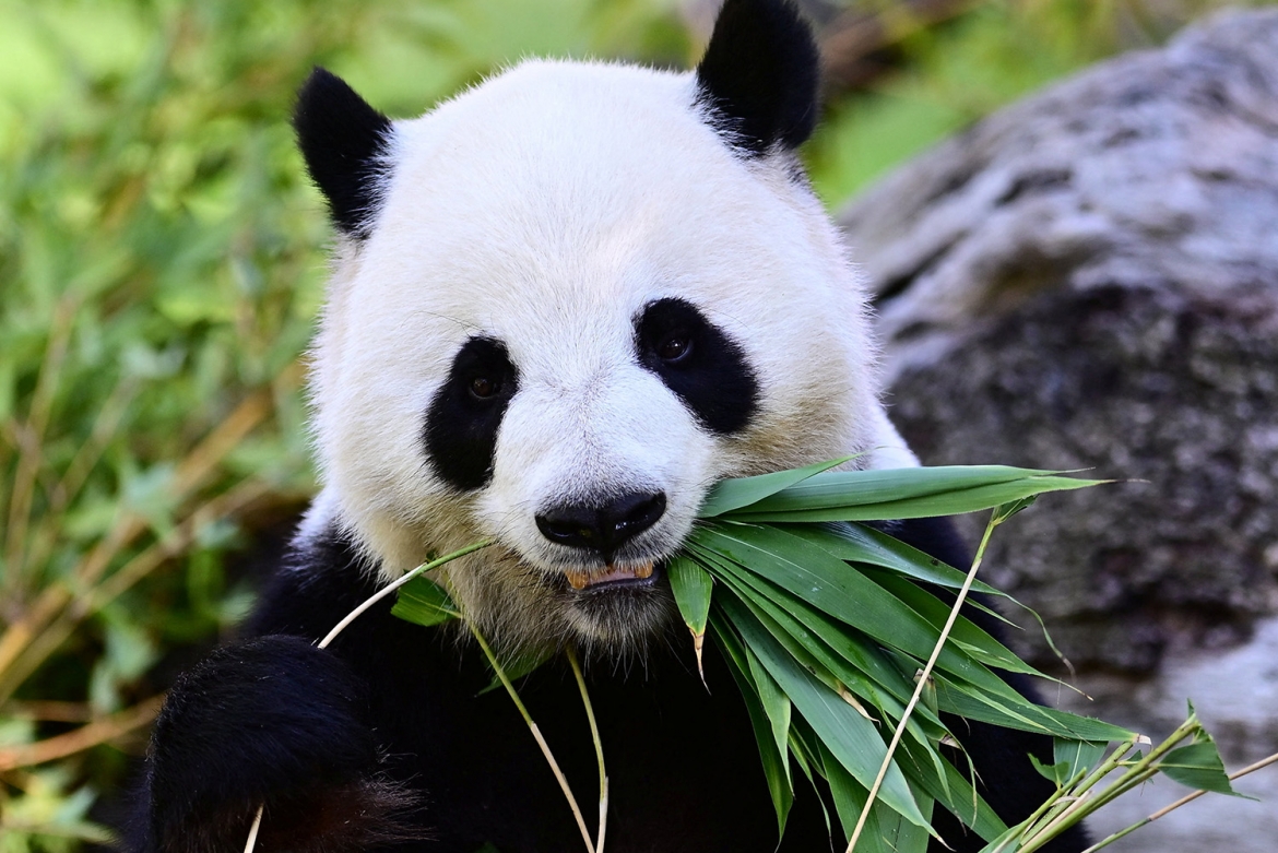 Jin Xi, một trong hai chú gấu trúc lớn duy nhất ở Tây Ban Nha, đang ăn mừng sinh nhật lần thứ sáu của mình tại Vườn thú và Thủy cung Madrid, ngày 19/9/2026. Ảnh: Reuters