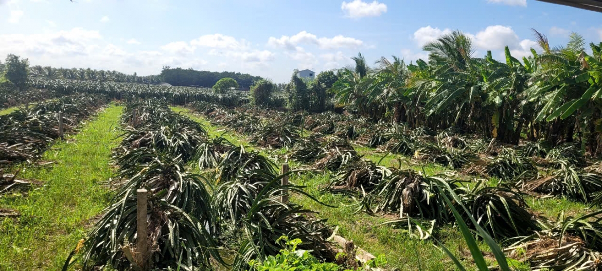 nong-dan-xa-tan-thuan-binh-pha-bo-vuon-cay-thanh-long-trong-lai-cay-khac.jpg