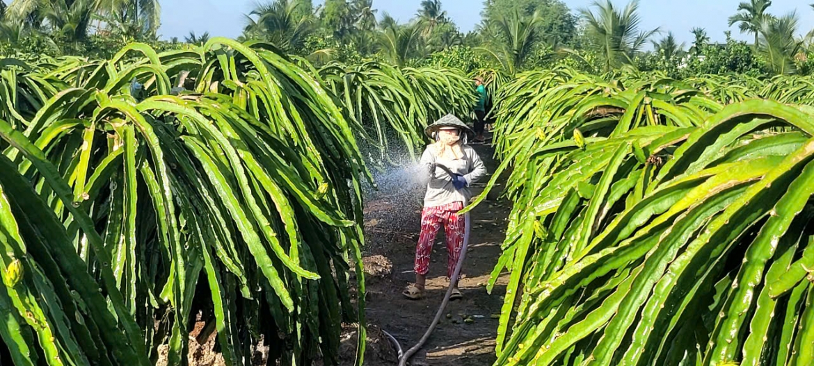 so-voi-cac-loai-cay-an-trai-khac-thi-trong-thanh-long-kha-vat-va-chi-phi-cao.jpg