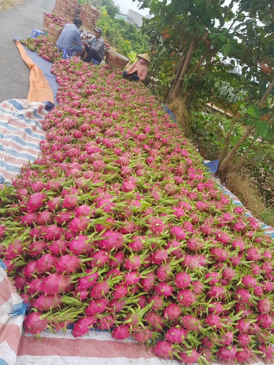 thanh-long-thu-hoach.jpg