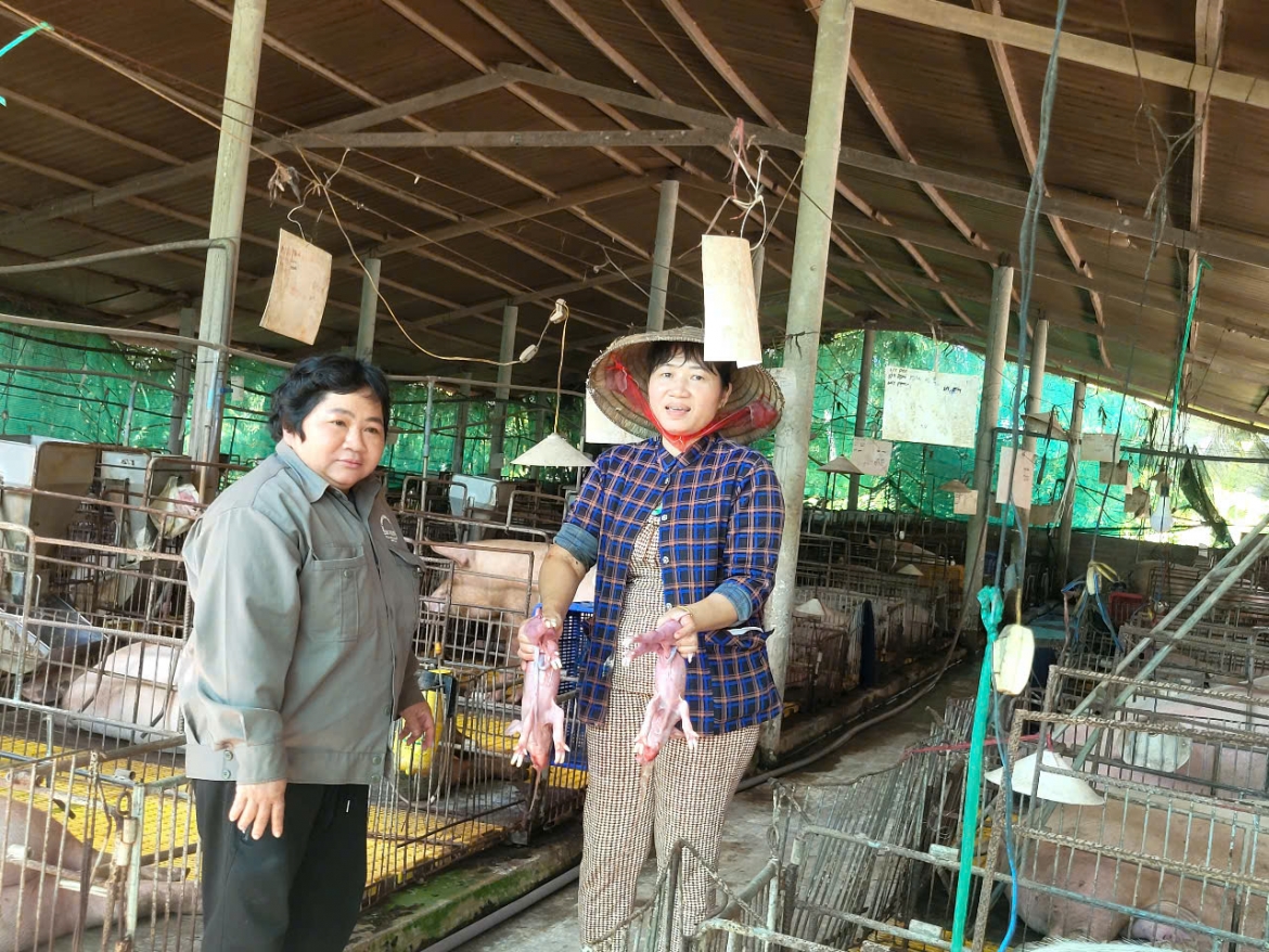 nhung_con_heo_con_tai_trai_heo_nai_cua_chi_phuong_moi_ra_doi_20261026110610.jpg