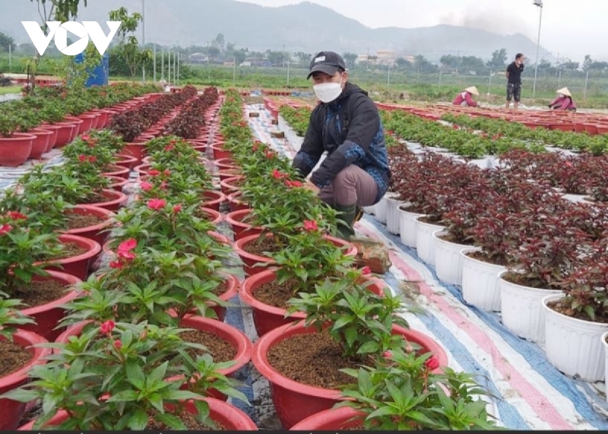 Sinh viên Đà Nẵng thành công với mô hình trà hoa nấm đầu tiên tại Việt Nam
