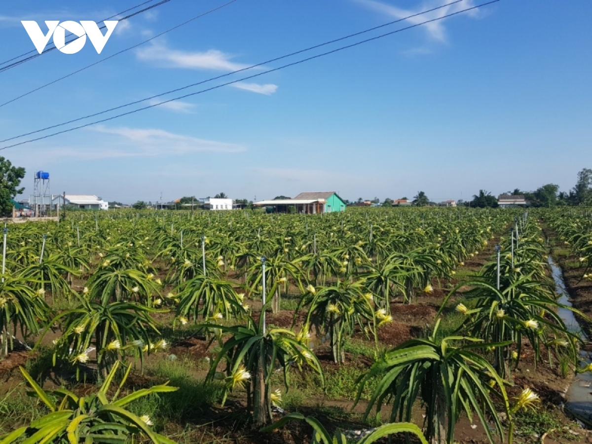 thanh long tang gia tro lai, nha vuon ngung pha bo vuon cay hinh anh 1