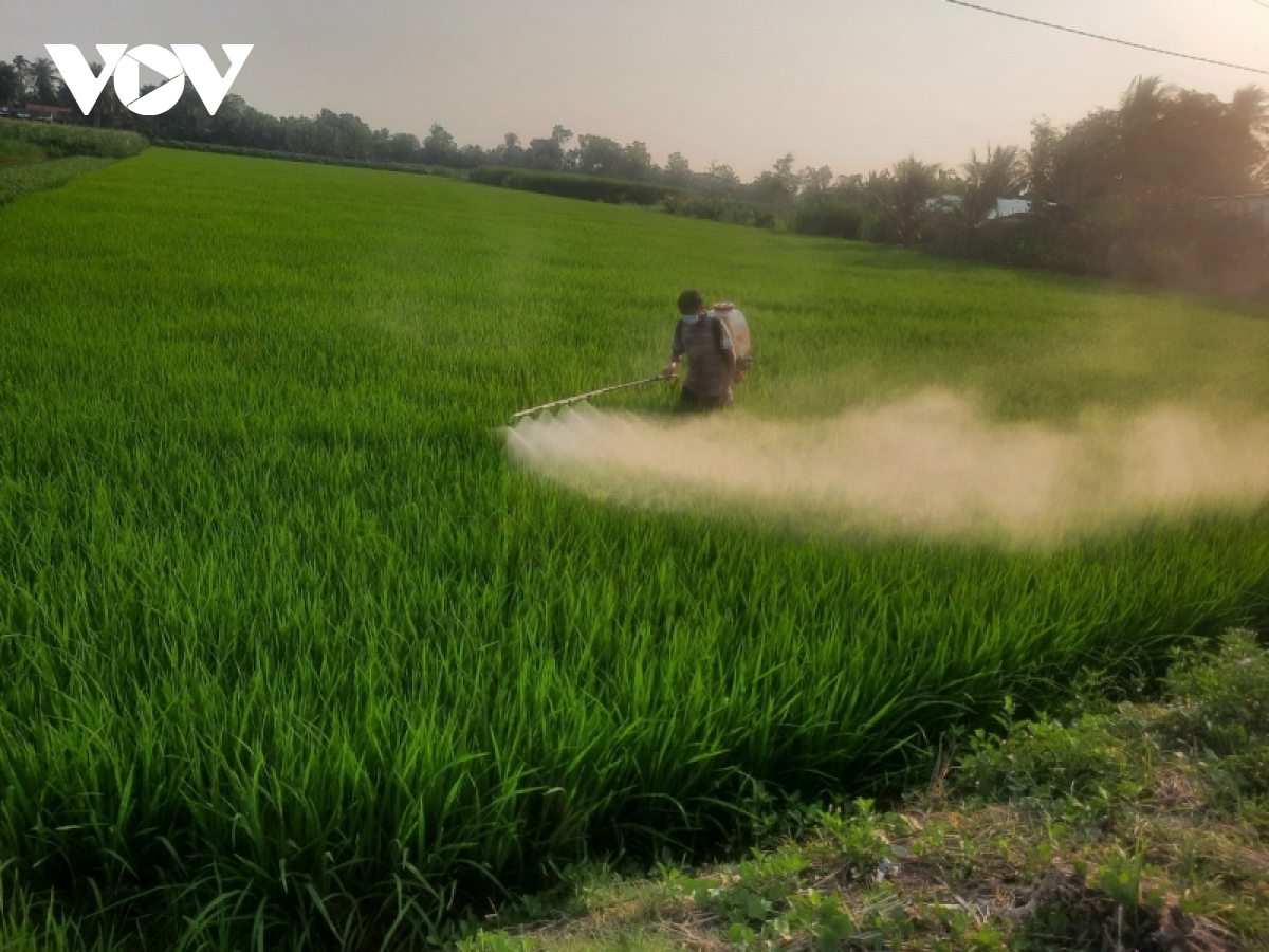 tien giang chuyen hon 7.200 ha dat lua kem hieu qua sang cay trong khac hinh anh 1