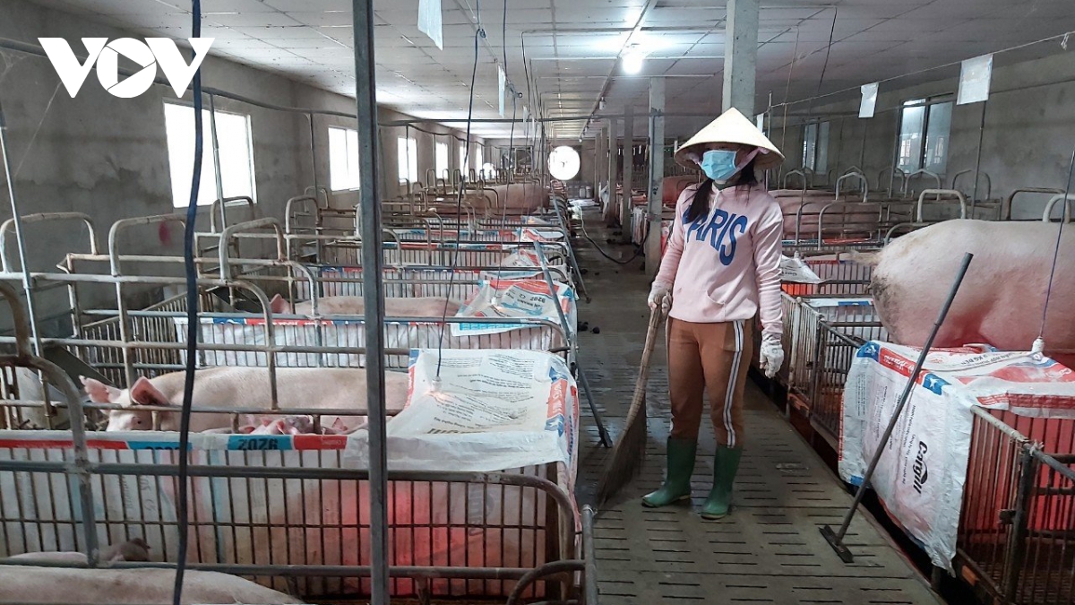chi phi tang cao, nguoi chan nuoi o tien giang dieu dung hinh anh 1