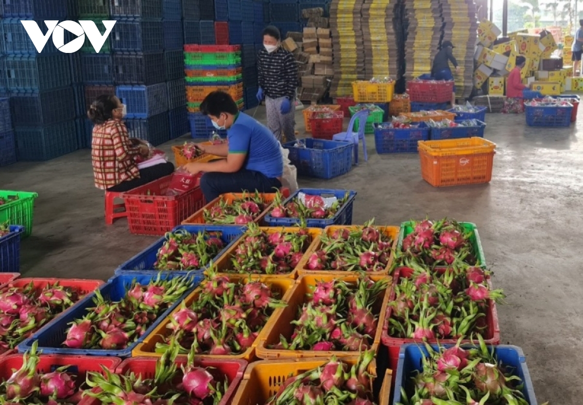 thanh long tang gia tro lai, nha vuon ngung pha bo vuon cay hinh anh 2