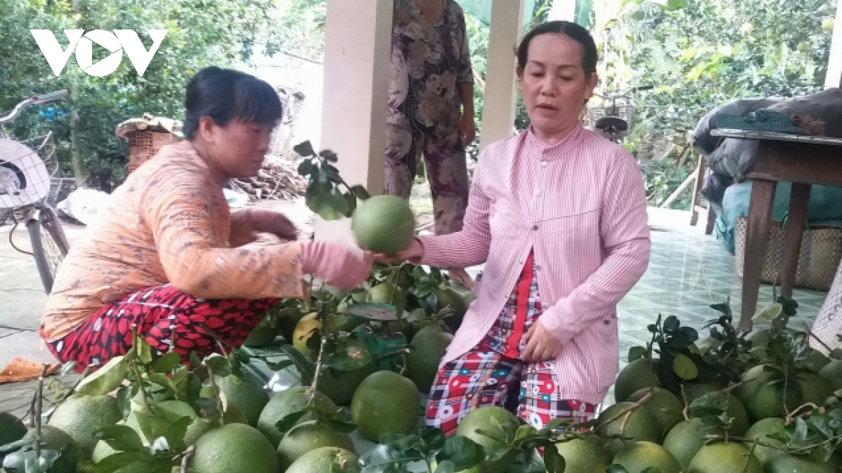 doanh nghiep, nha vuon chuan bi dua buoi da xanh xuat sang hoa ky hinh anh 1