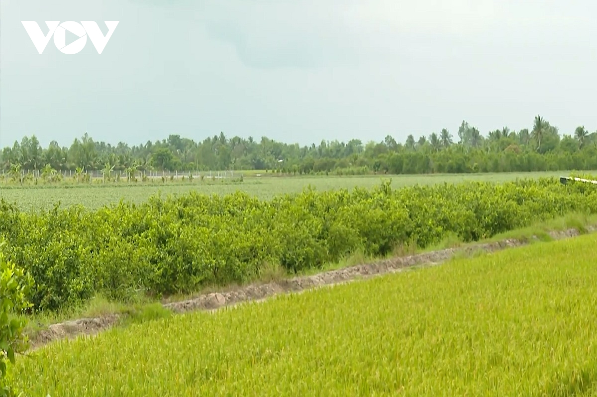  thu phu khoai lang mien tay quay lung voi cay khoai hinh anh 2