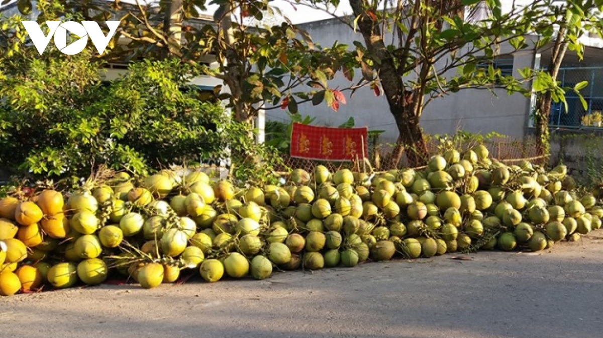khuyen cao nha vuon khong trong dua lay nuoc o at hinh anh 1