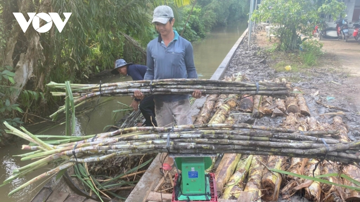 hau giang nhon nhip mua thu hoach mia ban chuc hinh anh 2
