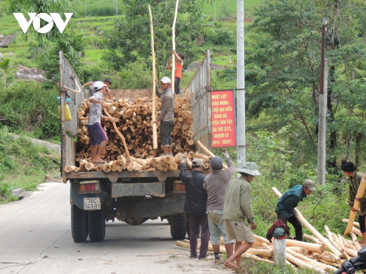 nong dan quang ngai o at ban keo non vi duoc gia hinh anh 1