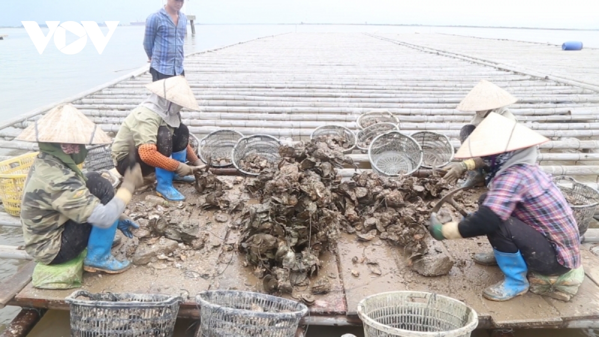 nghe nuoi hau treo day vung cua song tai thi xa quang yen, quang ninh hinh anh 6