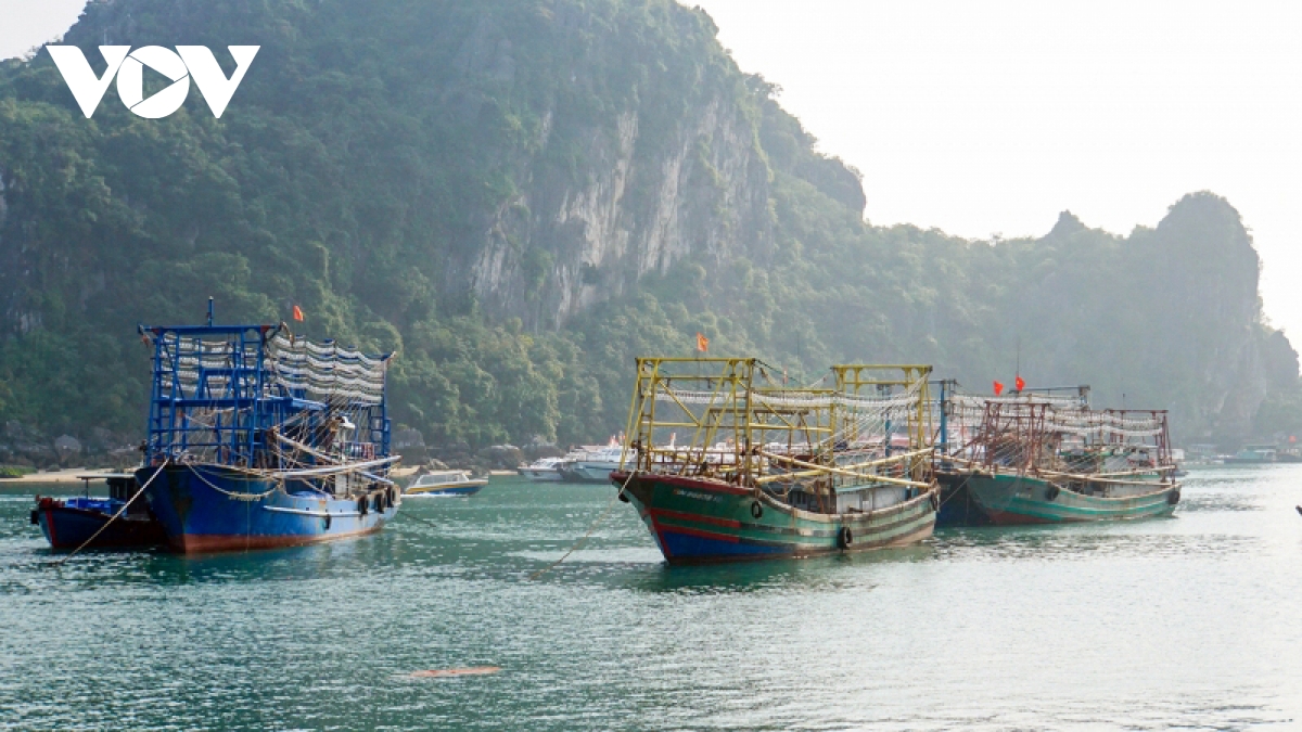 quang ninh thao go canh bao the vang iuu hinh anh 1