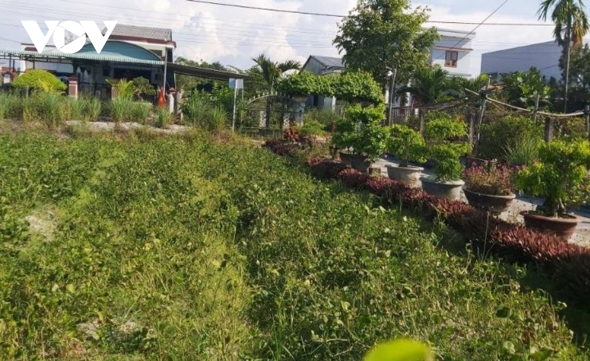 mo hinh vuon cay an qua dem lai hieu qua kinh te cao cho ba con quang nam hinh anh 2