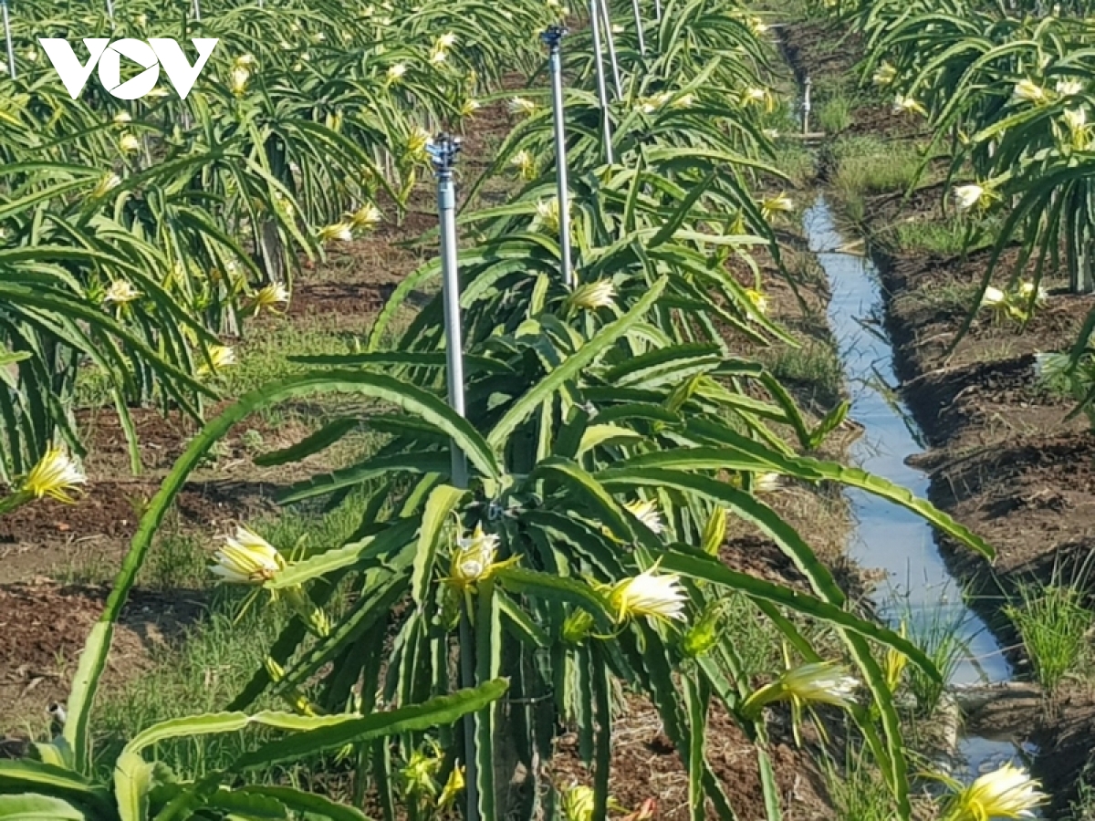 tien giang chuyen hon 7.200 ha dat lua kem hieu qua sang cay trong khac hinh anh 2