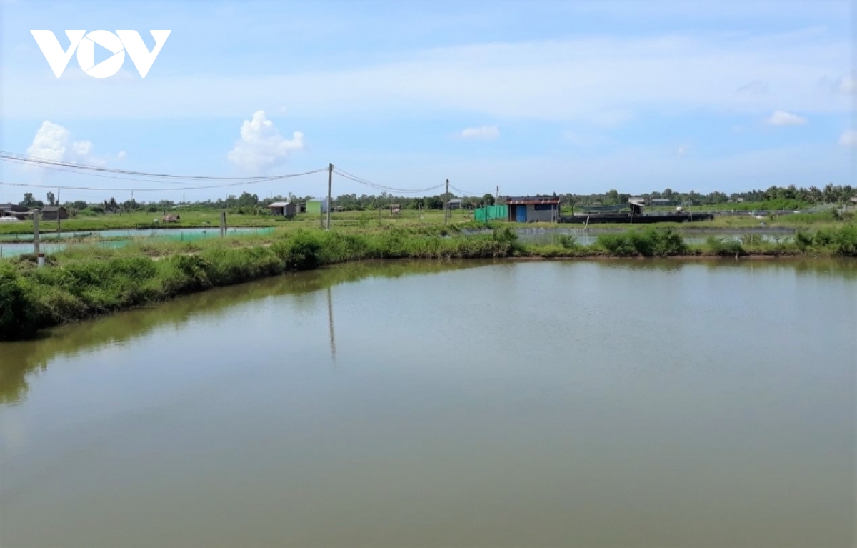 nguoi nuoi tom gap nhieu kho khan vi thoi tiet bat loi hinh anh 2