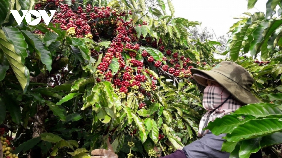 gia phan bon tang cao, nong dan gia lai tu u phan huu co hinh anh 2