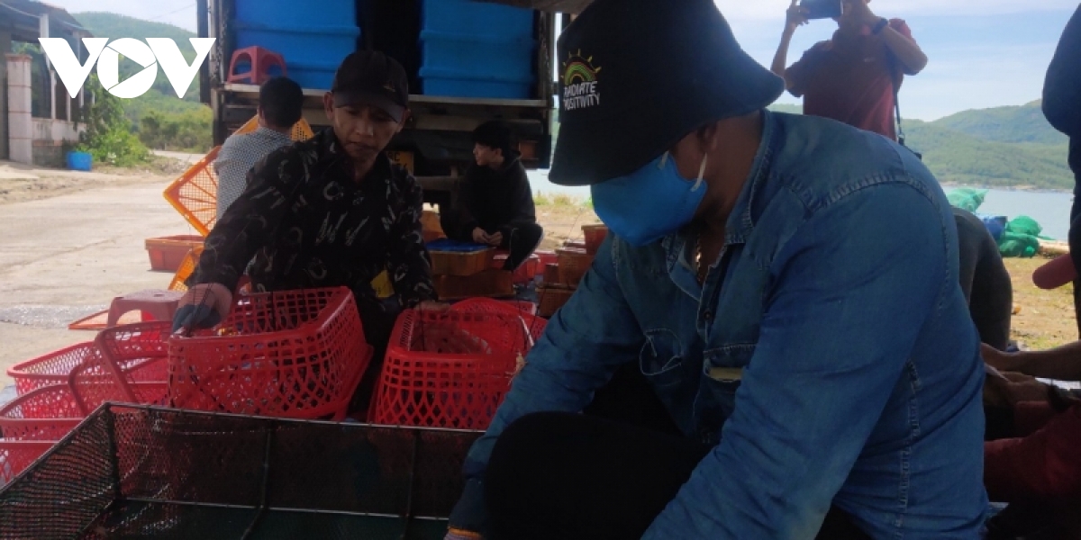 tom hum xuong gia nhung khong co thuong lai den mua hinh anh 1