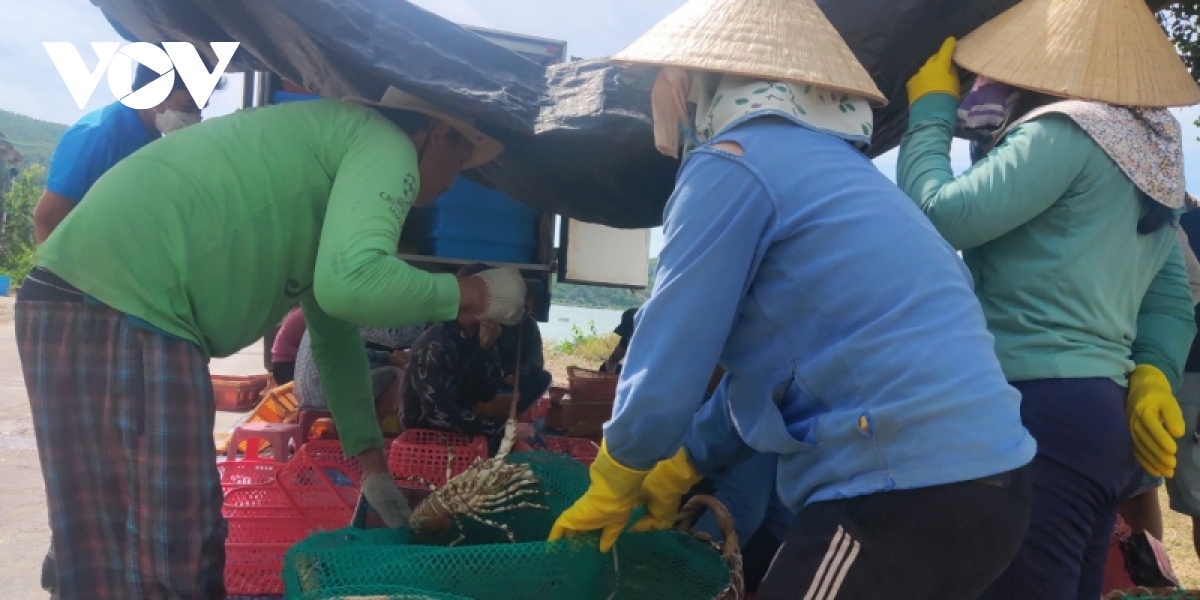 tom hum xuong gia nhung khong co thuong lai den mua hinh anh 2