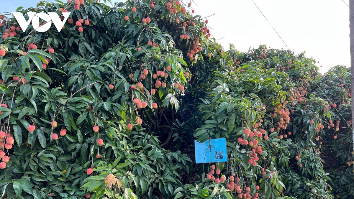 hai duong niem vui tu vu vai chin som hinh anh 2