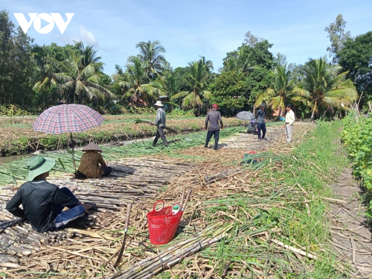 hau giang nhon nhip mua thu hoach mia ban chuc hinh anh 1