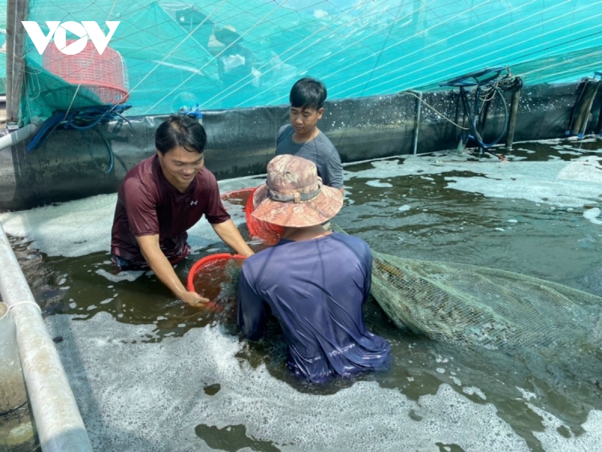 mo hinh nuoi tom cong nghe cao o tien giang thu lai ky luc hinh anh 3