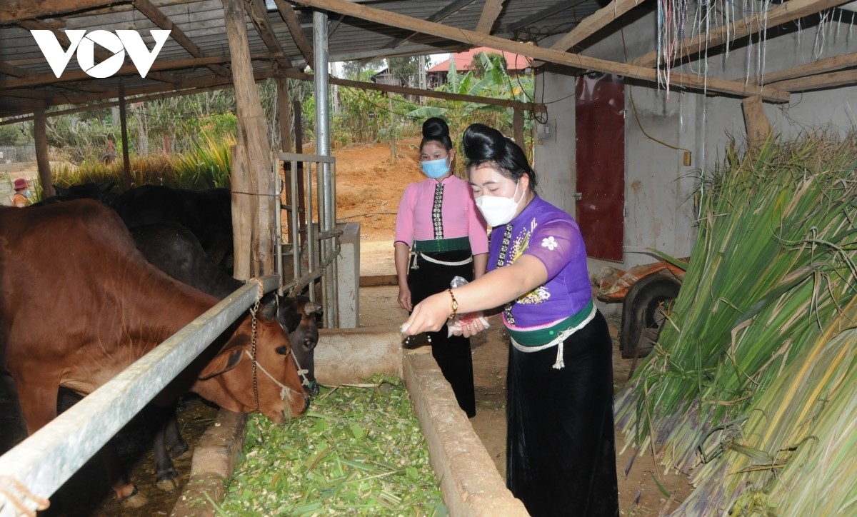 phu nu vung cao son la lam giau ngay tren manh dat que huong hinh anh 1