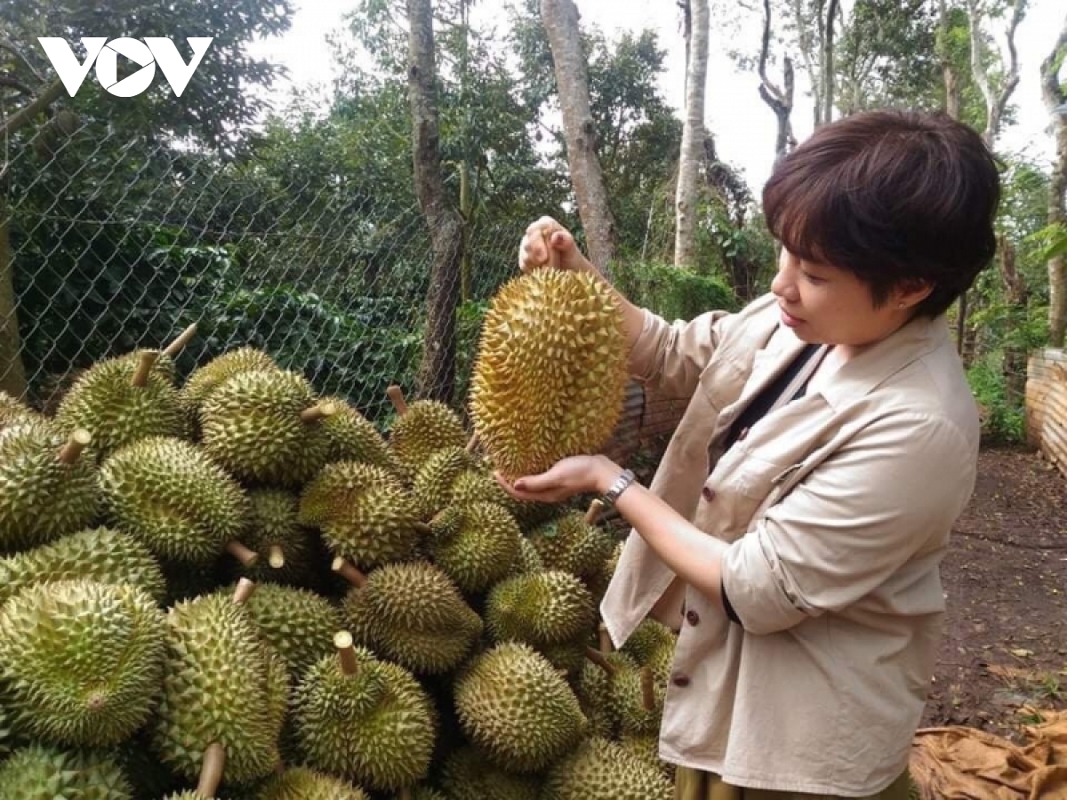 thiet lap vung trong va co so dong goi sau rieng xuat khau sang trung quoc hinh anh 1