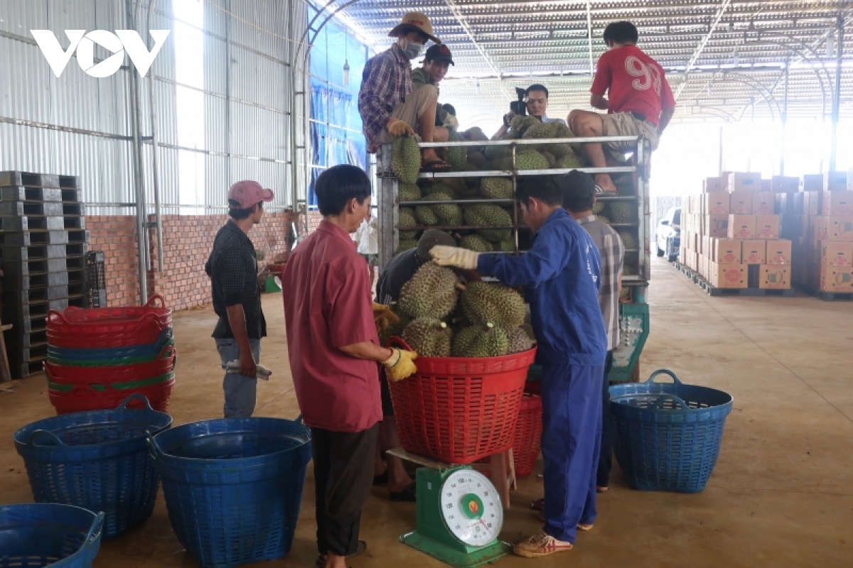 Dak lak san sang dua sau rieng vuon ra thi truong quoc te hinh anh 3