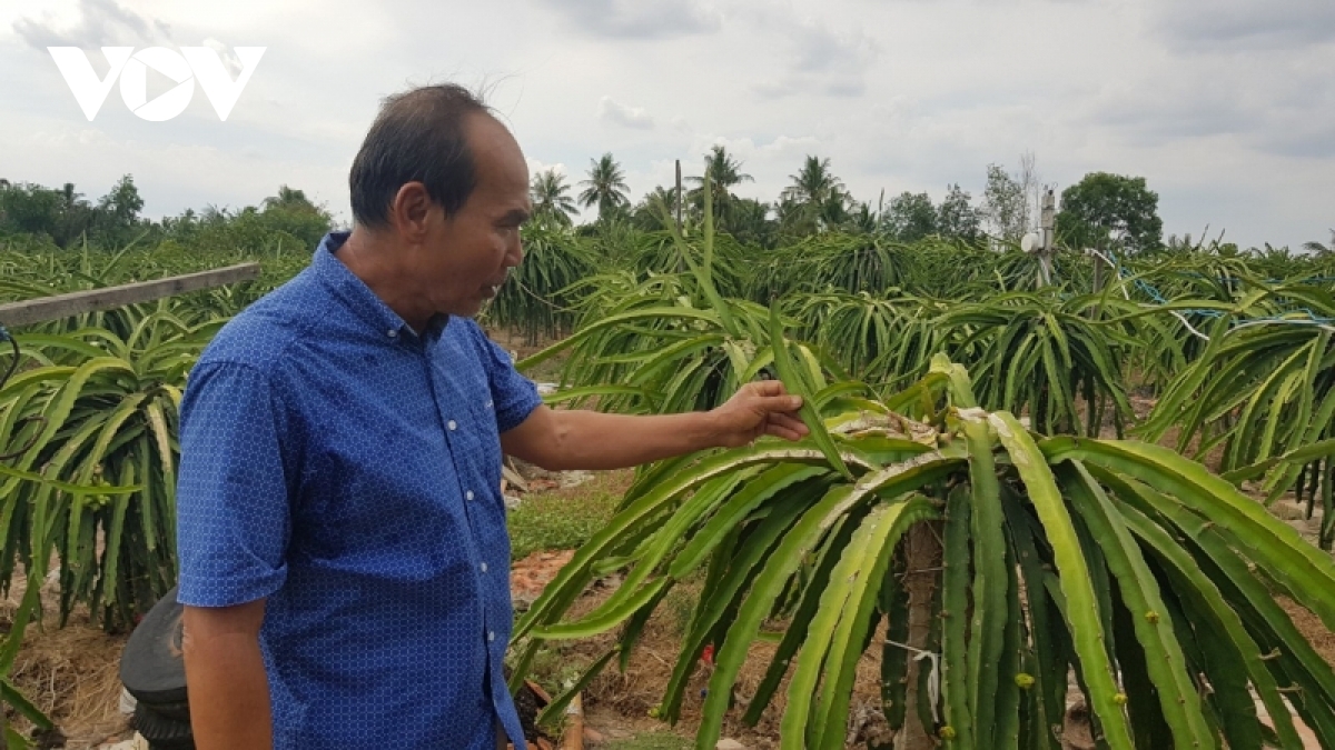 chua het kho vi e am, nong dan lo thua thiet vi tranh chap giong thanh long hinh anh 1