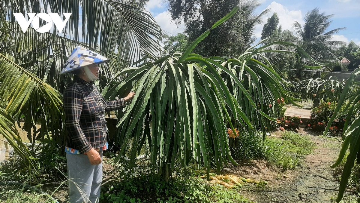 nhieu nong dan tien giang vay nang lai dan den mat nha, mat dat hinh anh 3