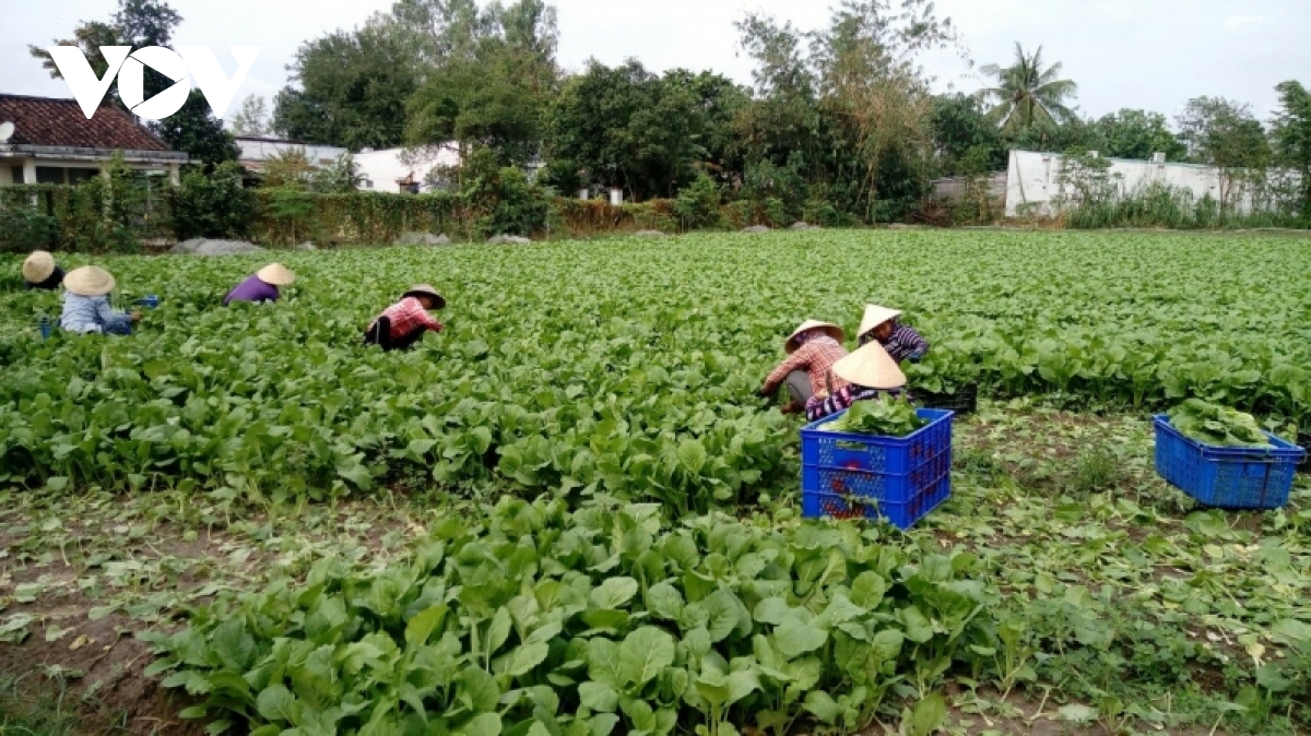 nha vuon trong rau sach o tp.hcm kho tu dau vao den dau ra hinh anh 1